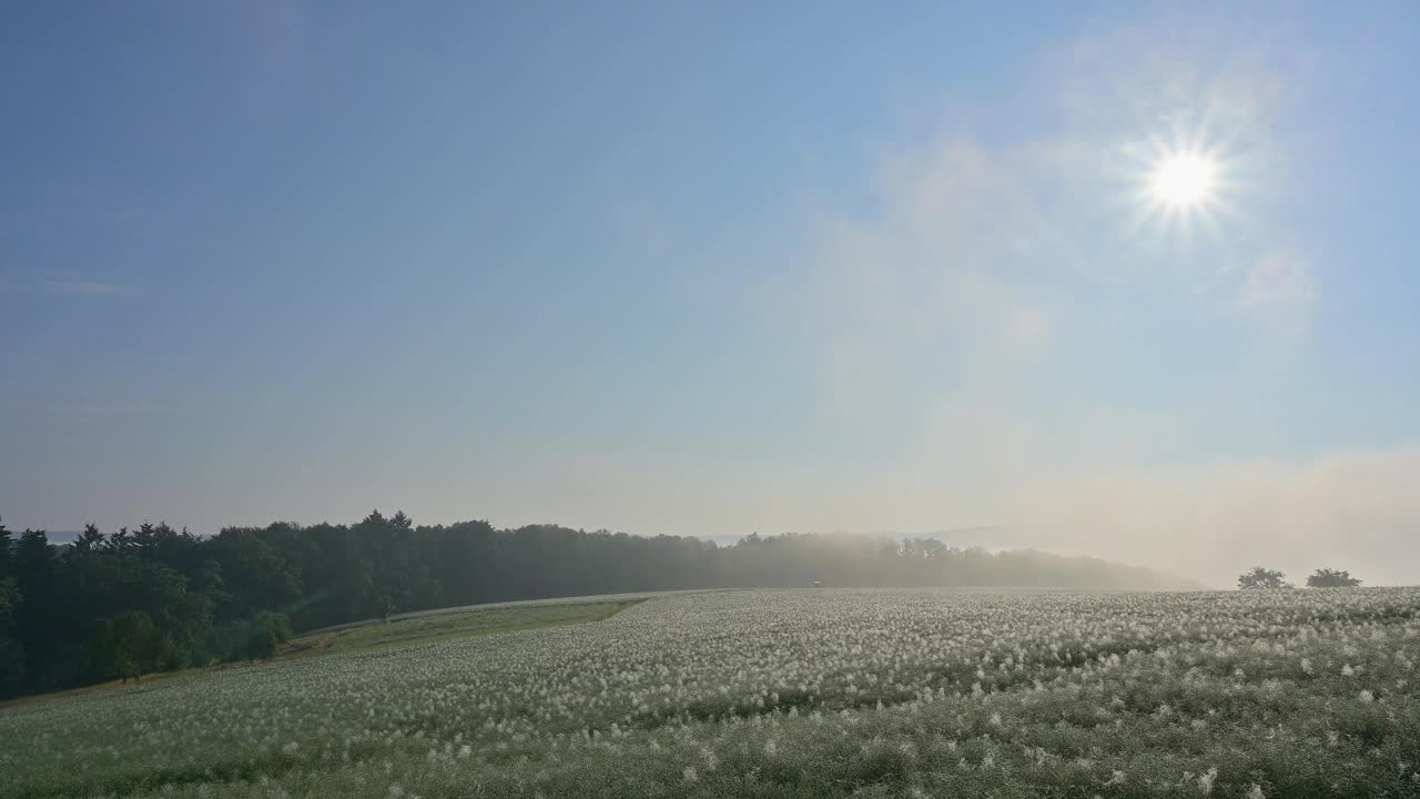 德国巴伐利亚州施machtenberg，米尔滕贝格，Spessart的油菜田在夏天的日出视频素材