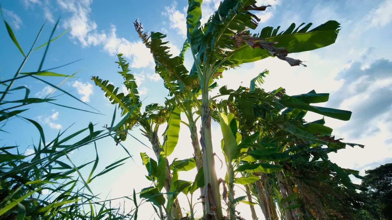 低角度的绿色芭蕉叶在风中吹拂着蓝天，慢动作视频素材