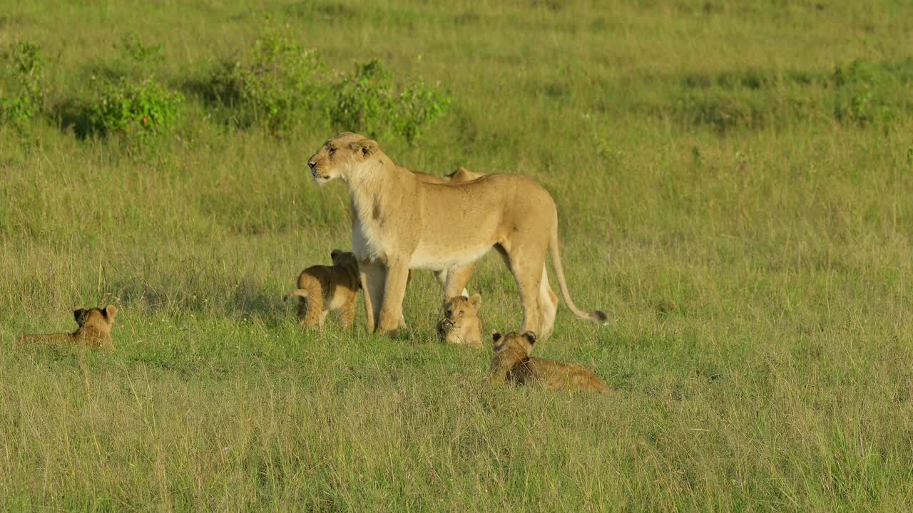 非洲狮，狮子Panthera Leo，两只母狮子和幼崽玩耍，马赛马拉国家保护区，肯尼亚，非洲视频素材