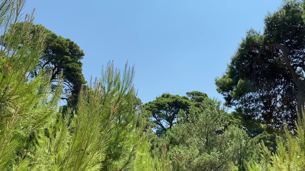 夏季的针叶林。针叶树常绿茂密的冷杉树，地中海松树映衬着晴朗的蓝天。田园诗般的自然景观。视频素材