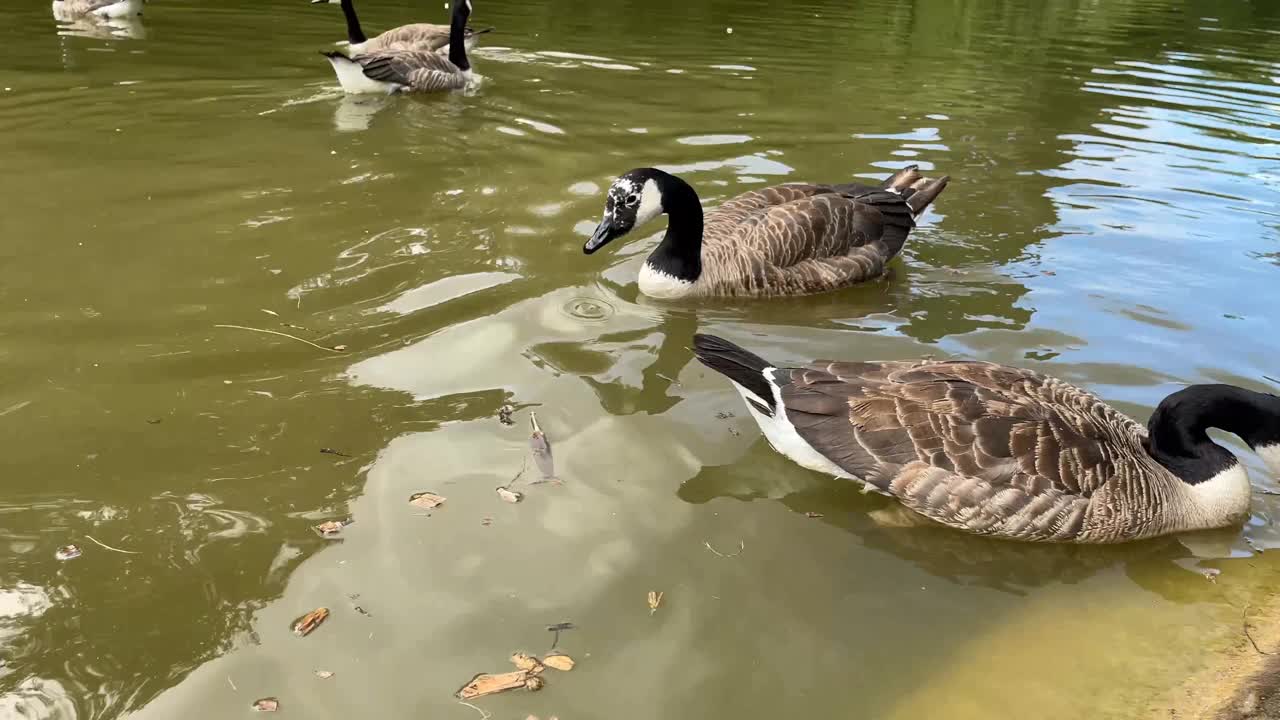 鸭子和天鹅在湖里游泳视频素材