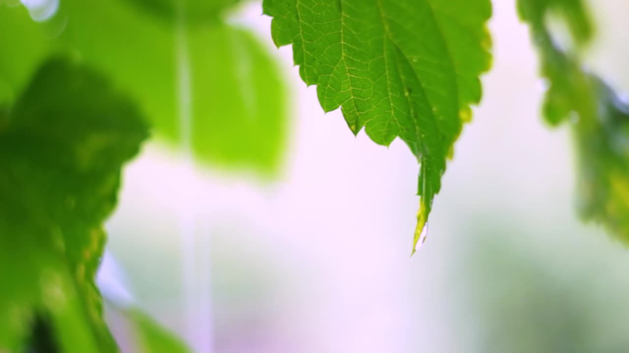 雨滴从葡萄叶子滴下，特写，模糊的背景视频下载