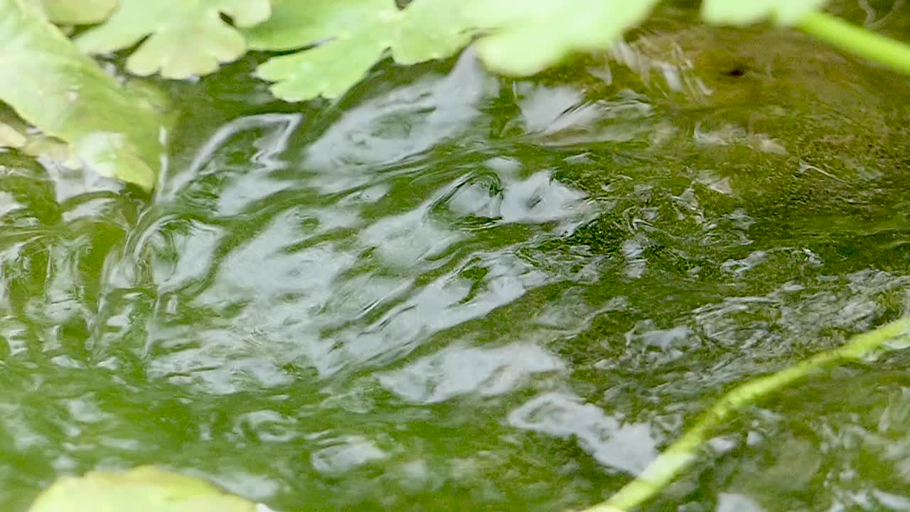 森林河流或湖泊的地表水背景。平静放松的背景。河近丰清溪。清水慢动作中的光反射。惊人的波浪在河面荡漾。视频素材