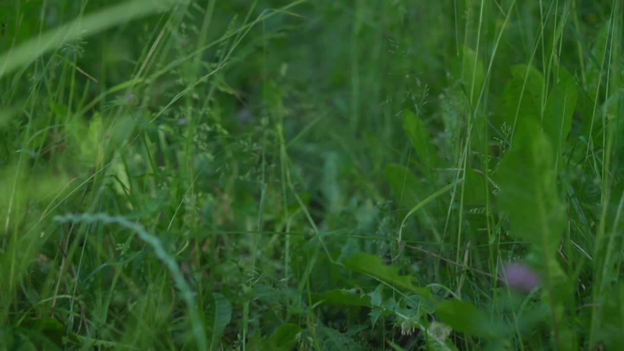 在明亮的阳光下，绿色的草和彩色的花视频素材