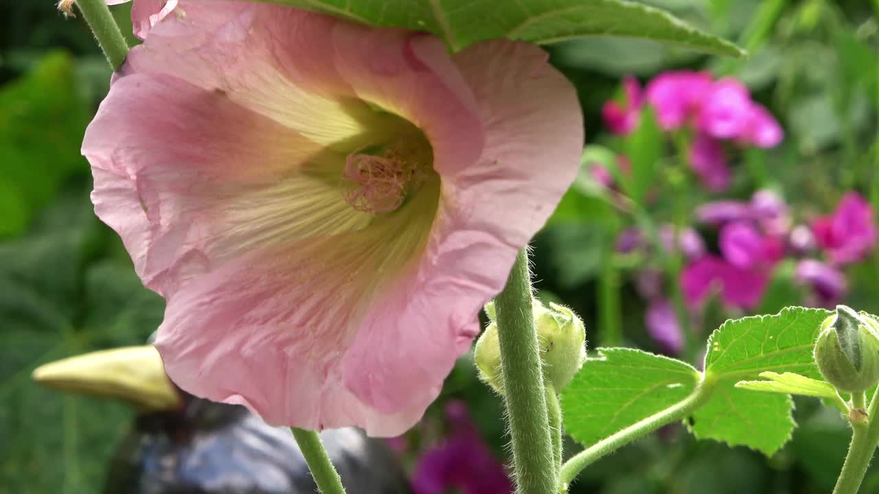 鲜艳的花短柄玫瑰近距离在一个新鲜和绿色的背景视频素材