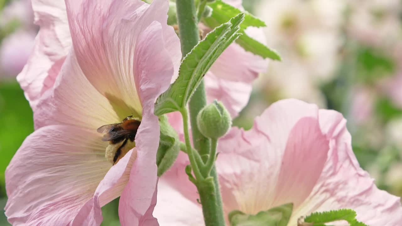 大黄蜂在五颜六色的花束里寻找蜂蜜视频素材