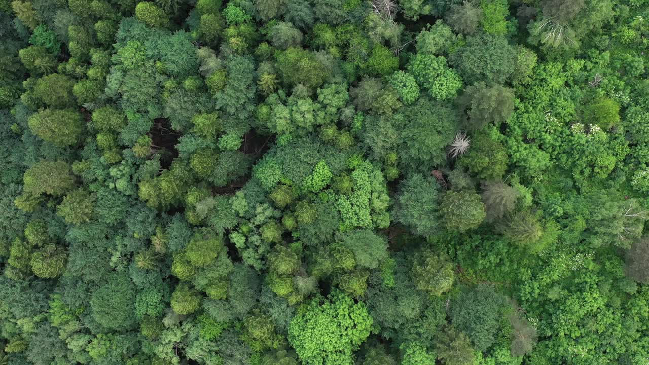 在一个阳光明媚的日子里飞过郁郁葱葱的树梢，用无人机在茂密的森林里拍摄松树的树梢。视频素材