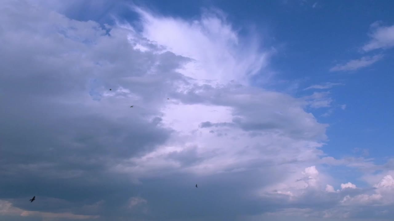 慢动作黑色的黑鸟飞在蓝色和白色的天空背景。燕子在蓝天中飞翔。在自然环境中迁徙动物。自由和野生动物的概念视频素材