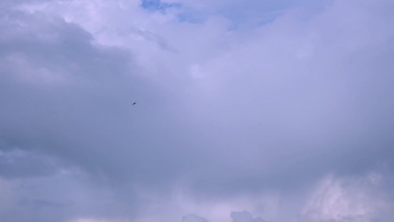 慢动作黑色的黑鸟飞在蓝色和白色的天空背景。燕子在蓝天中飞翔。在自然环境中迁徙动物。自由和野生动物的概念视频素材