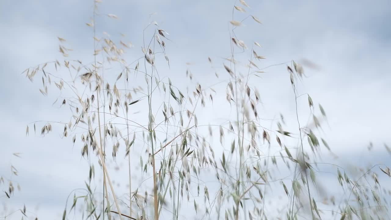 干草药视频下载