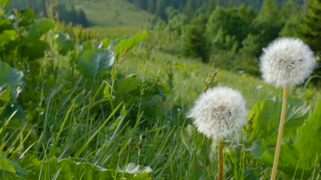 美丽的白色绒毛蒲公英视频素材