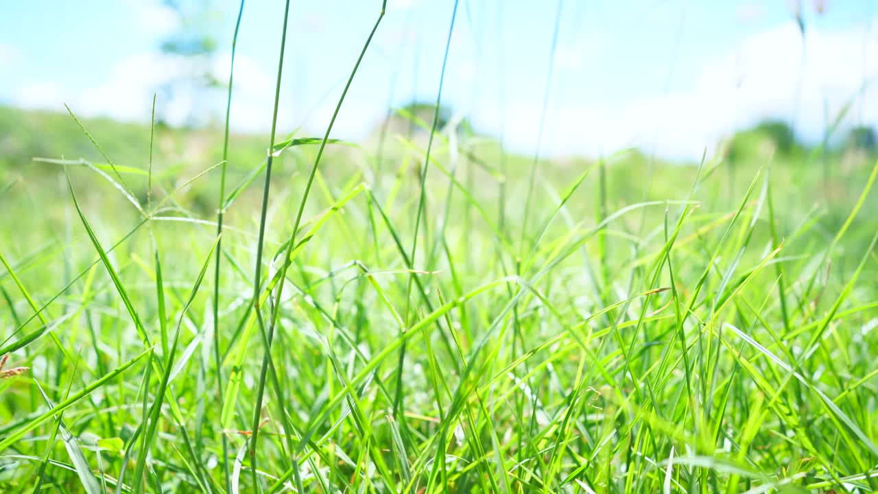 夏季阿尔卑斯山草地上的野花。洋甘菊、羽扇豆等花草在蓝天下迎风摇曳视频素材