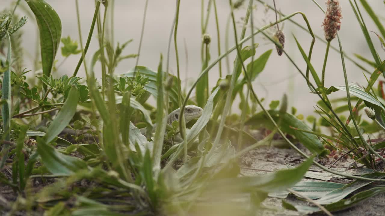 在森林里，一只小蜥蜴看着地上的受害者视频素材