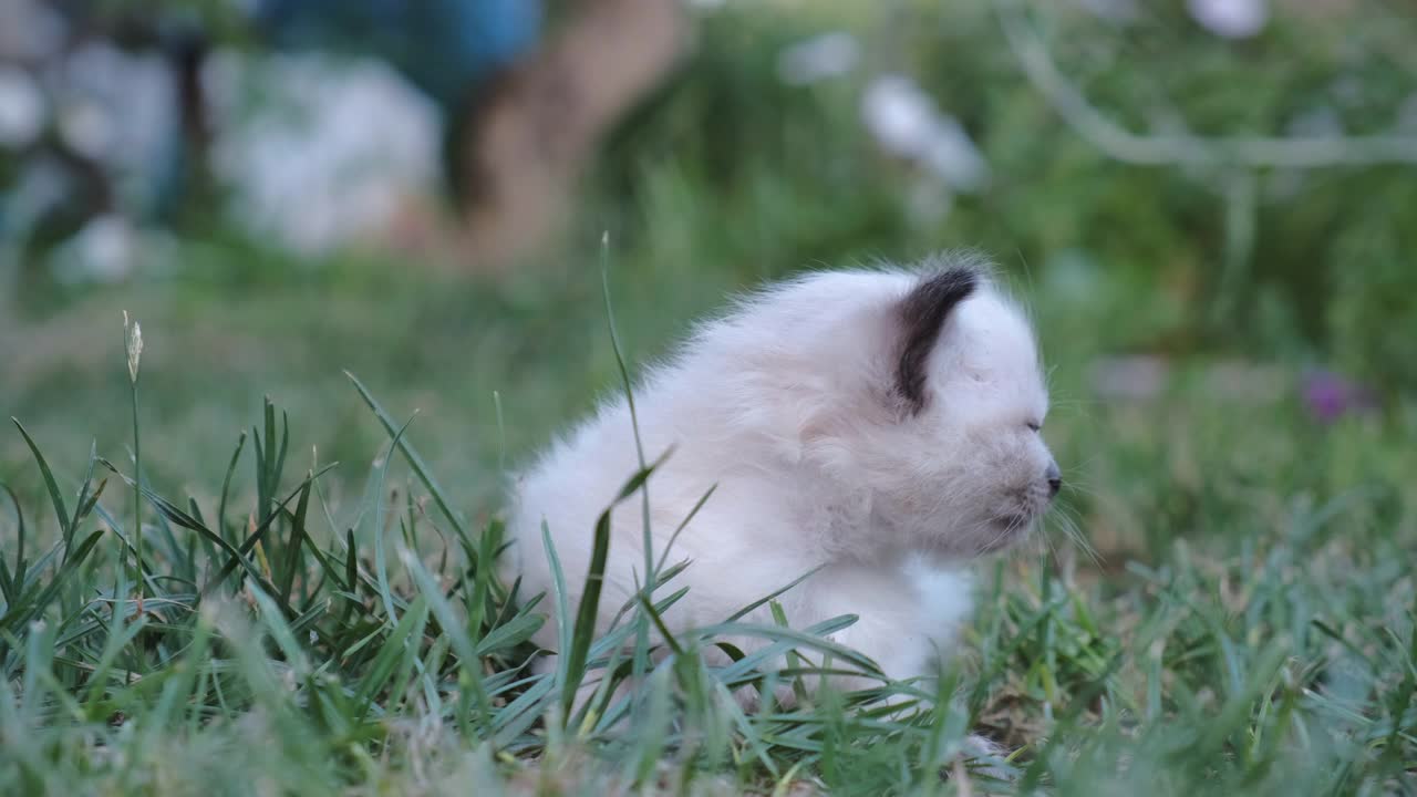 可爱的小猫在绿色的草地。夏天花园里的小猫视频下载