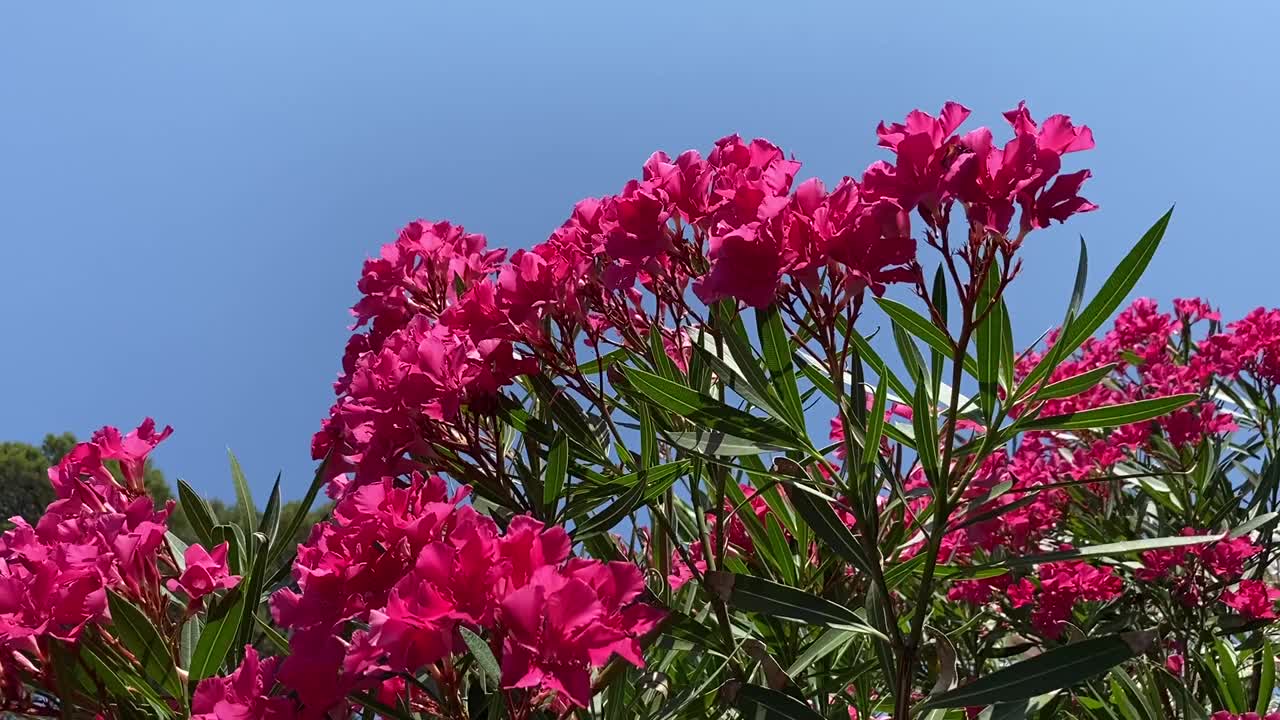 粉红色的夹竹桃杜鹃花映衬着湛蓝的夏日天空。美丽明亮的夹竹桃灌木在热带花园的蓝色天空。视频素材