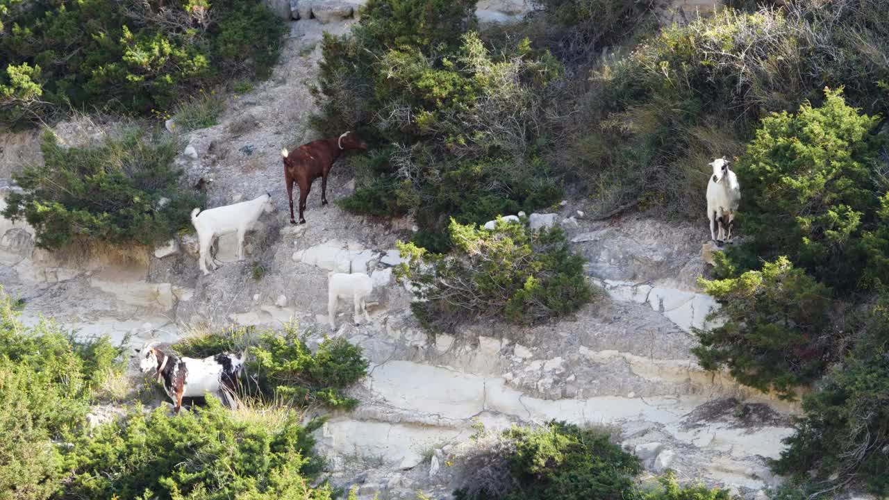 悬崖附近的山羊，岩羚羊家族和后代。山顶上的野生岩羚羊。大自然中的野生动物视频素材