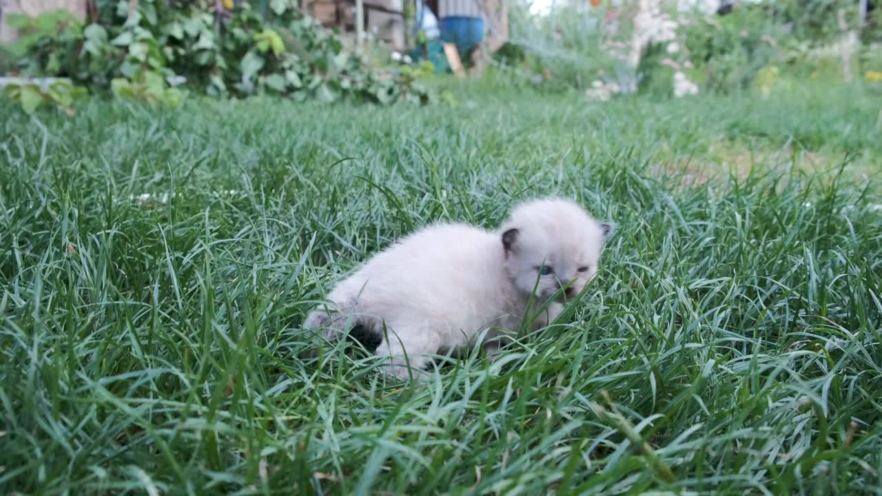 可爱的小猫在绿色的草地。夏天花园里的小猫视频下载