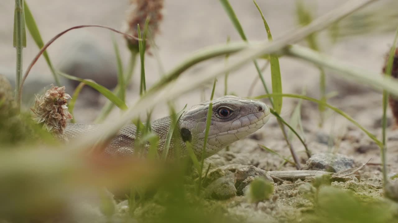 在森林里，一只小蜥蜴看着地上的受害者视频素材