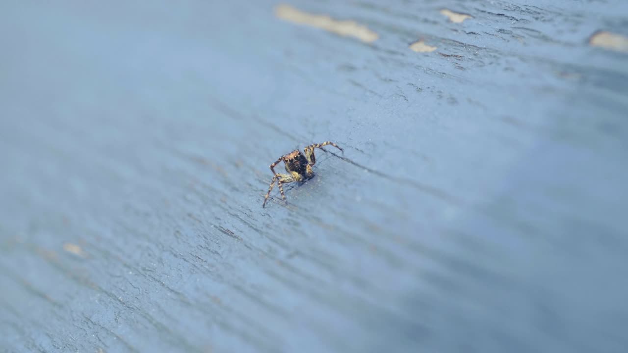 跳蛛昆虫，Salticidae，在树上，宏观特写视频素材