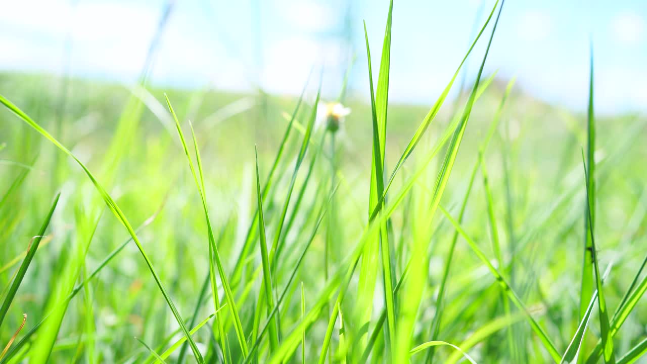 夏季阿尔卑斯山草地上的野花。洋甘菊、羽扇豆等花草在蓝天下迎风摇曳视频素材