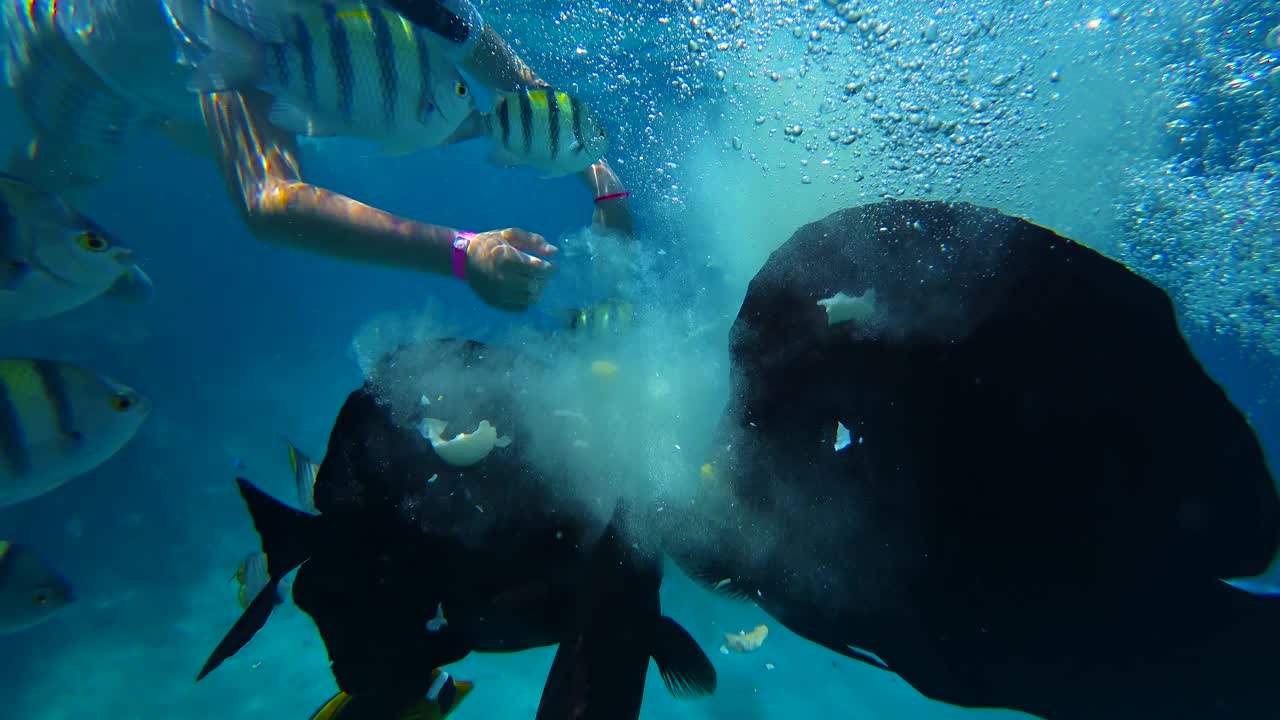 水下潜水员在热带珊瑚礁上喂养五颜六色的海鱼。海洋生物和海洋海景视频素材