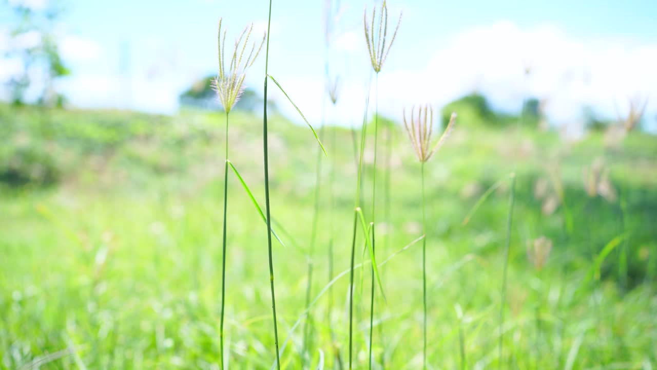 夏季阿尔卑斯山草地上的野花。洋甘菊、羽扇豆等花草在蓝天下迎风摇曳视频素材