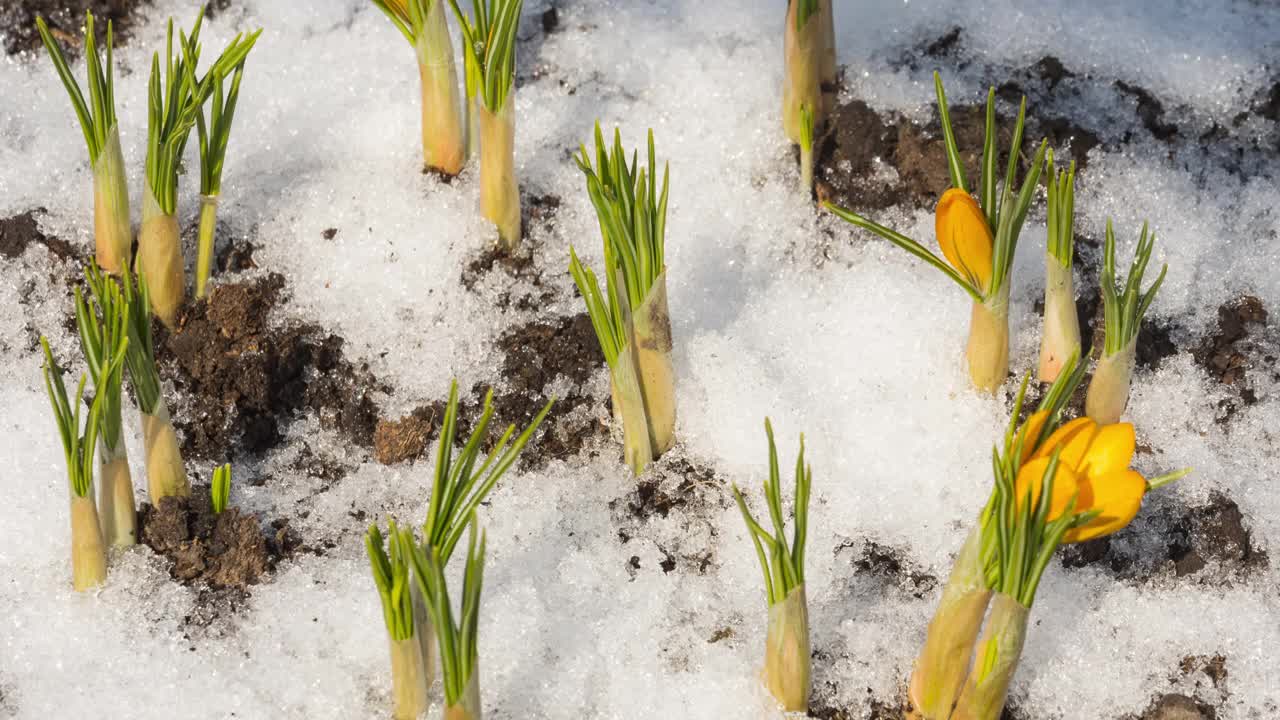 春天的花儿早从雪下开出视频素材