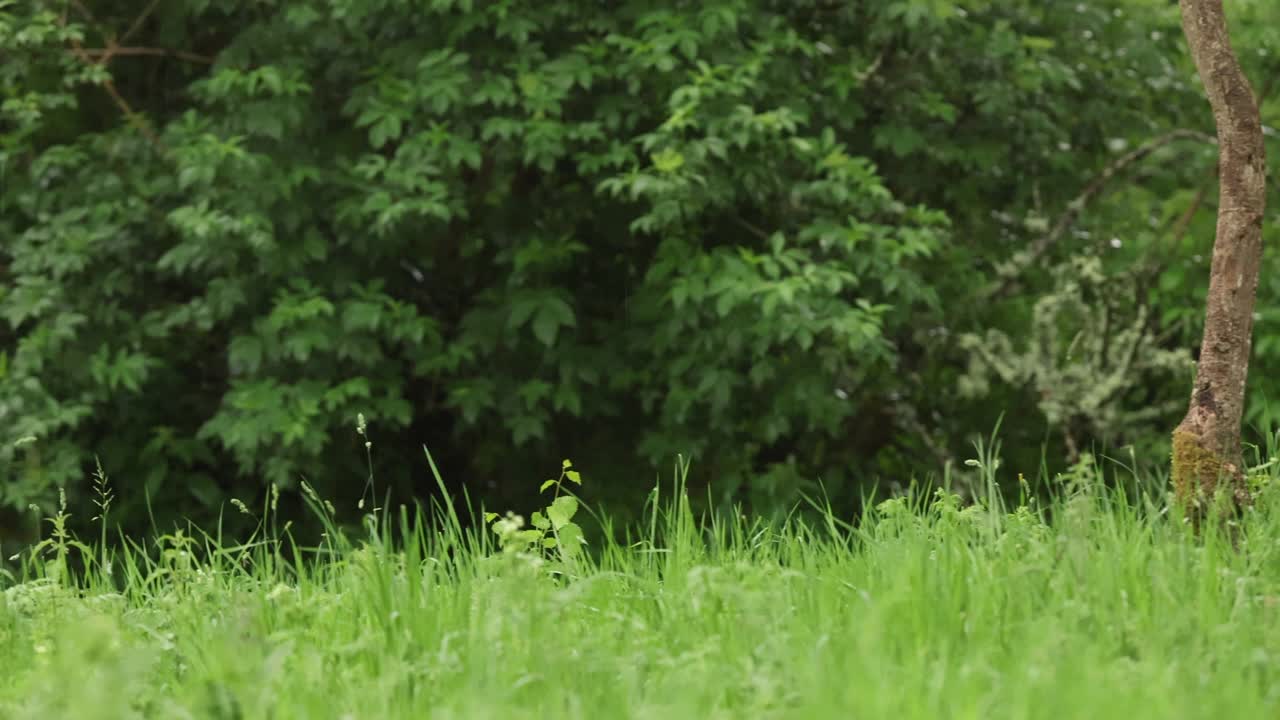 黑色啄木鸟雌性梳理羽毛视频素材