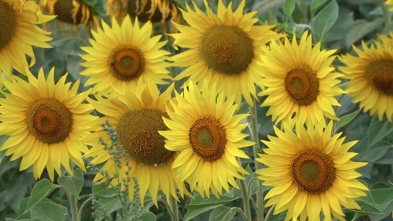 幼葵花近，柔焦点视频素材