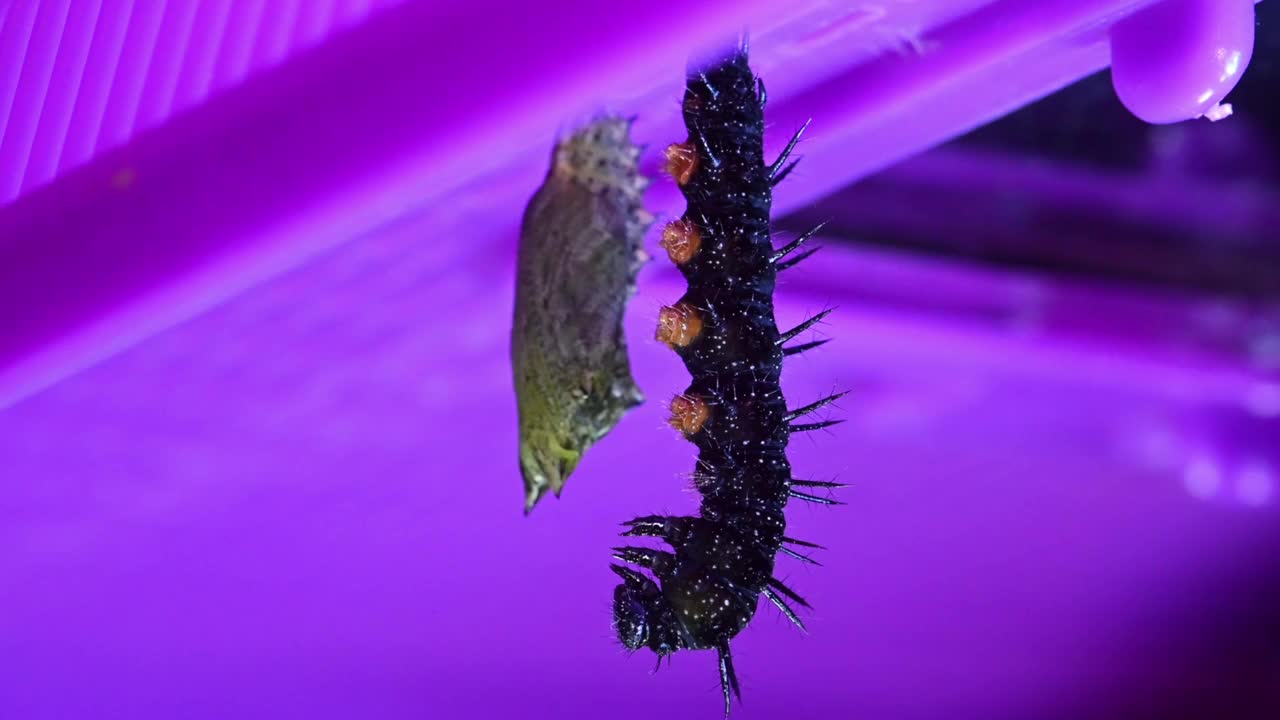 蛹从爬到塑料屋顶的孔雀毛虫身上冒出来视频素材