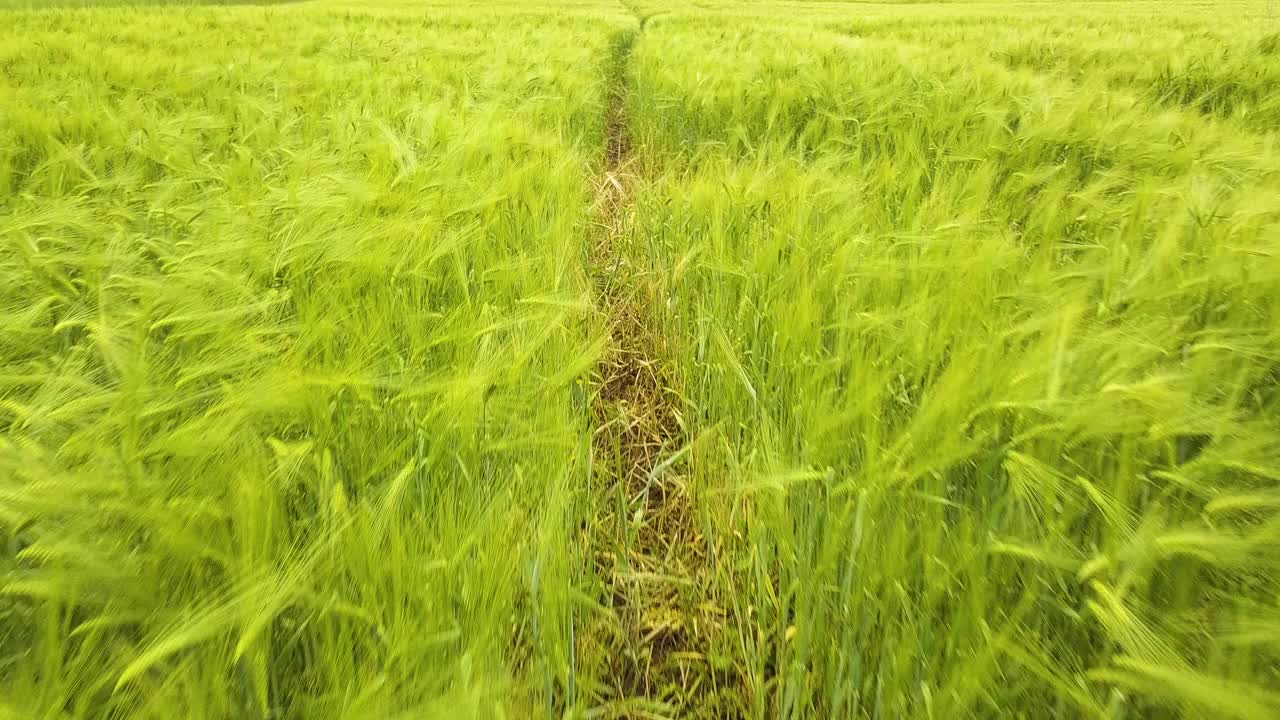 新鲜的绿色小麦在夏天在农田成熟的近镜头。视频素材