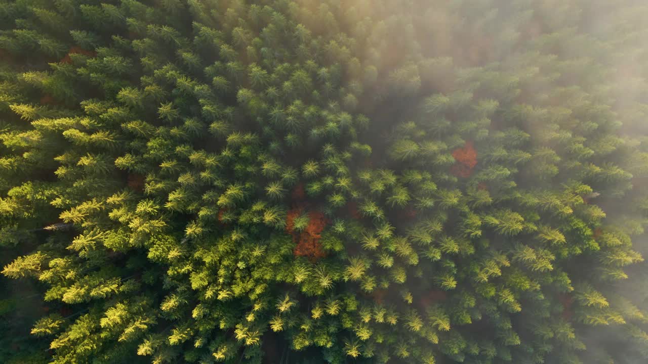 鸟瞰图的浓密的绿色松林与云杉树冠在秋天的山。视频素材