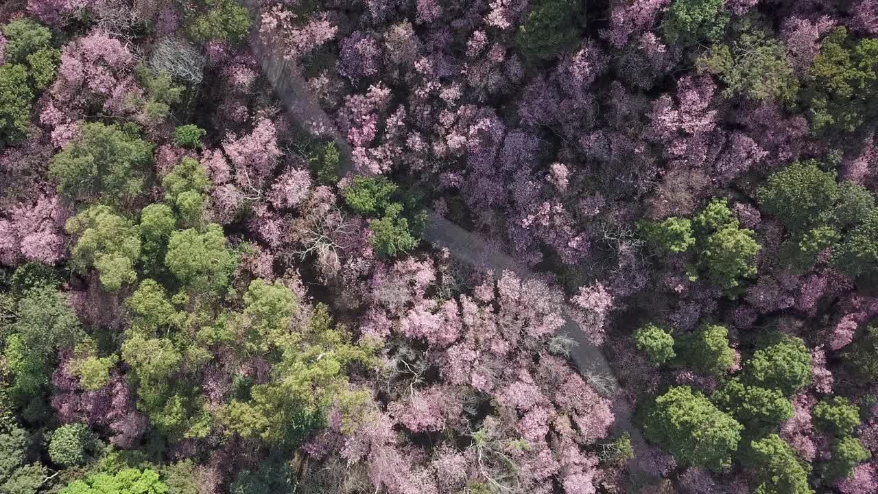 无人机在泰国清莱省拍摄樱花盛开的美景。视频素材