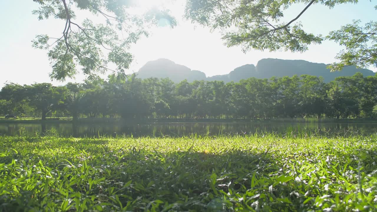 清晨阳光下，公园内的草地上，自然池塘环绕，郁郁葱葱的观叶植物，景色优美。阳光穿过大树的树枝。视频素材