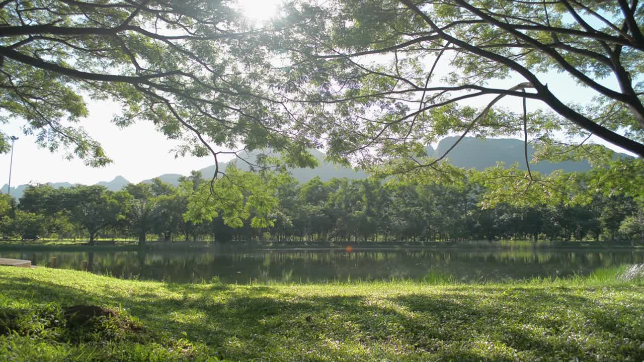 公园内的天然池塘风景优美，夏季郁郁葱葱的观叶植物环绕其间。宁静温暖的早晨的阳光透过大树的树枝在田野里生长。视频素材