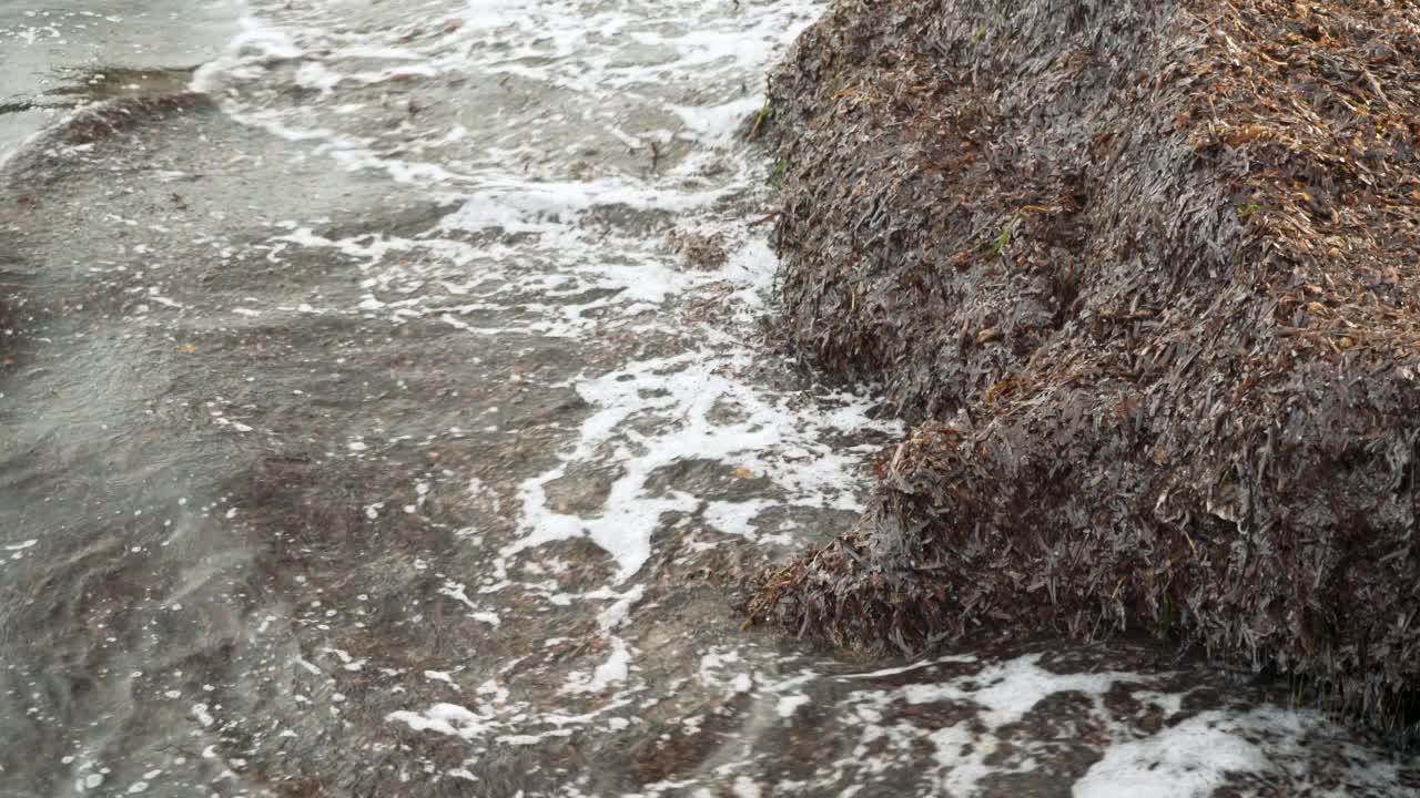 肮脏的海滩上有很多干棕色的海藻被冲刷在沙子上，特写细节视频素材