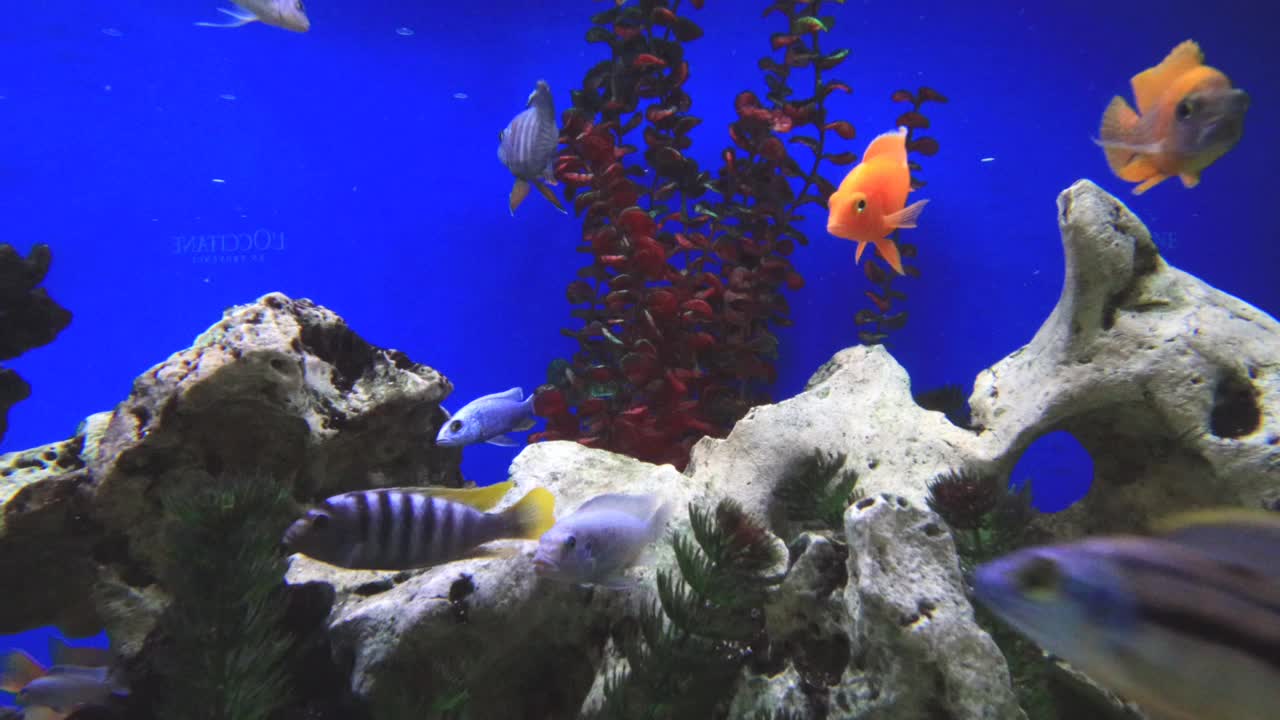 五颜六色的水族箱，有泡泡，淡水鱼和水生植物视频素材