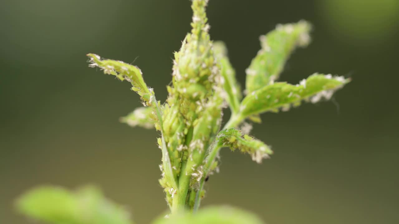 蚜虫在玫瑰幼芽上，特写。视频素材