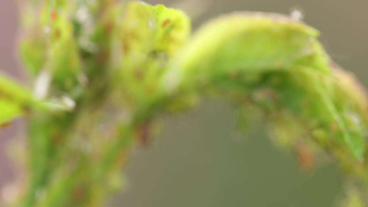 蚜虫在玫瑰幼芽上，特写。视频素材