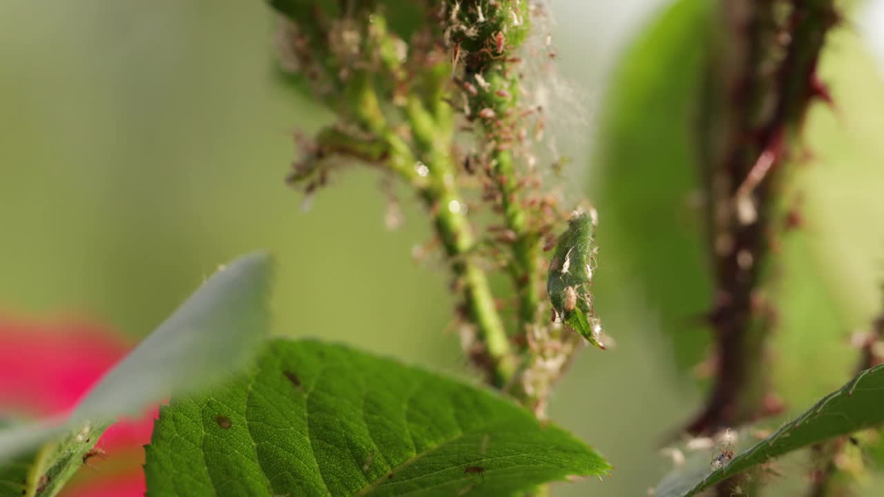 蚜虫在玫瑰幼芽上，特写。视频素材