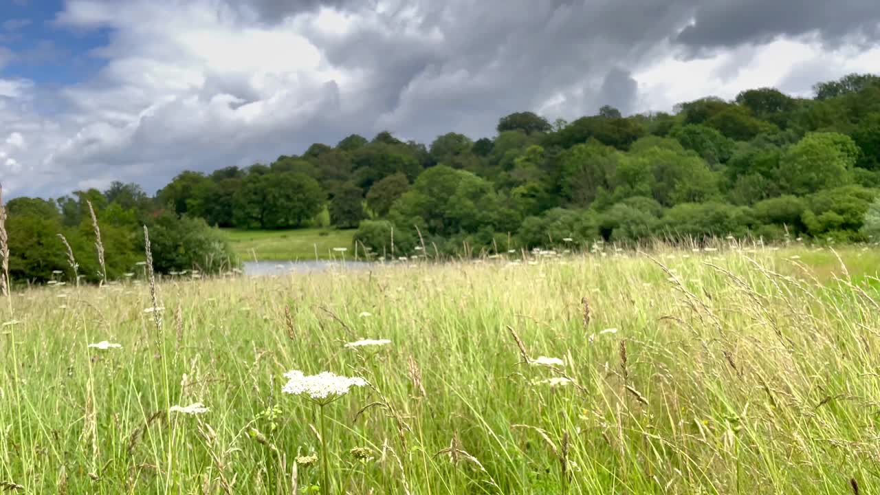 野花和长草，乡村湖景。视频素材