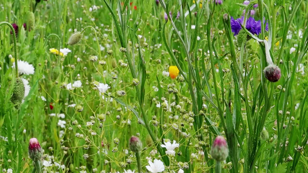 野花草地，五彩缤纷的花朵在微风中轻轻摇曳视频素材