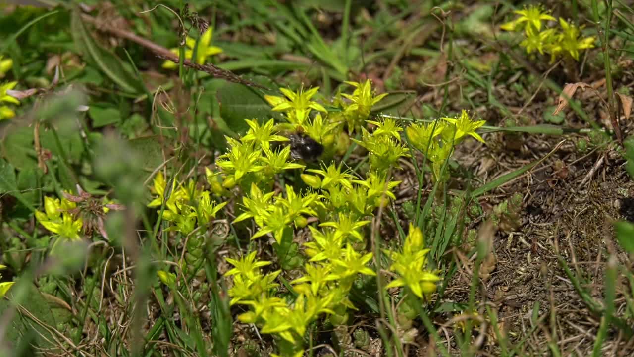 大黄蜂给黄花授粉。蜜蜂飞过黄花并给它们授粉。视频素材