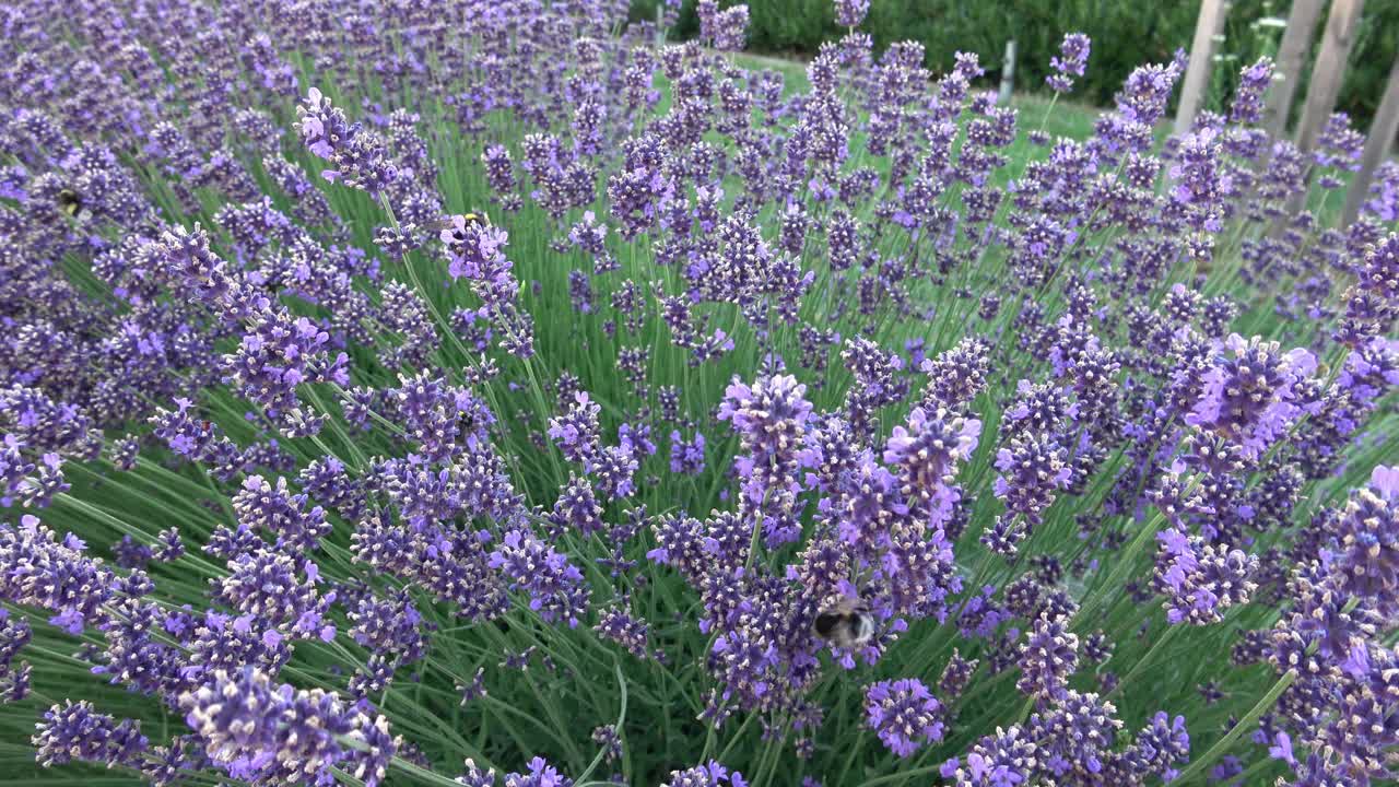 大黄蜂为薰衣草(薰衣草)花授粉。夏季昆虫传粉视频素材