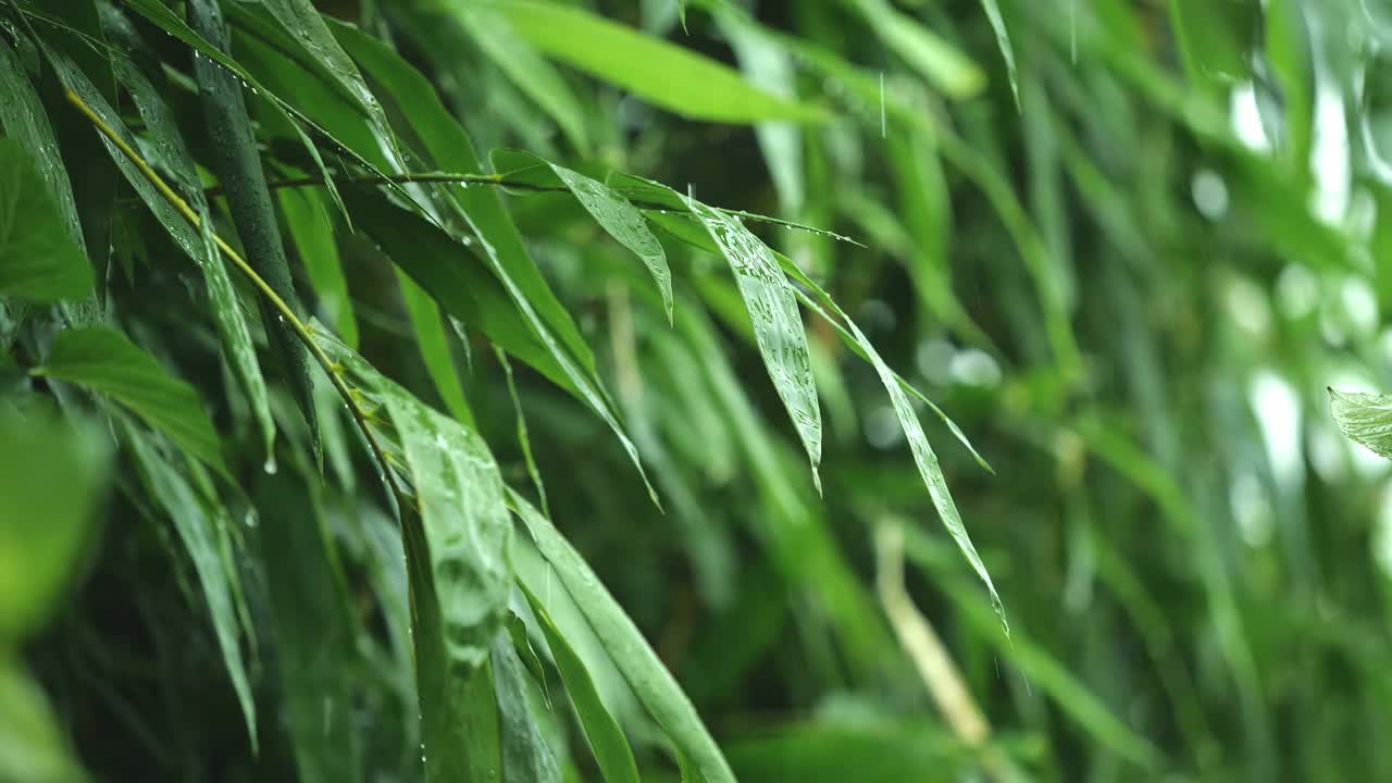 在热带雨季，雨水从绿色的竹叶上滴下来视频下载