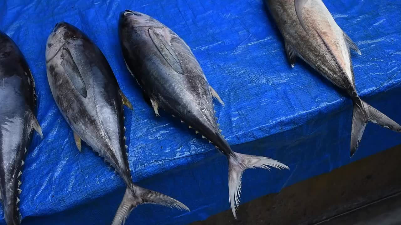 黄鳍金枪鱼视频素材