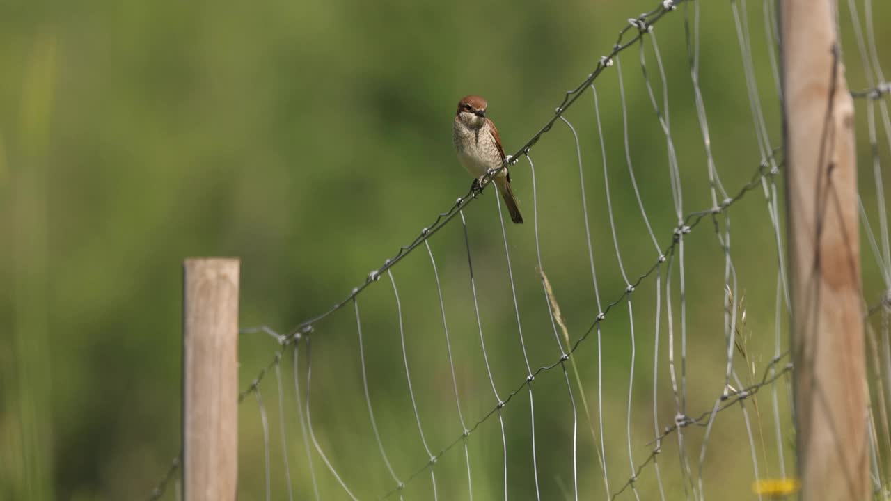 红背伯劳(Lanius collurio)雌性在篱笆上视频素材