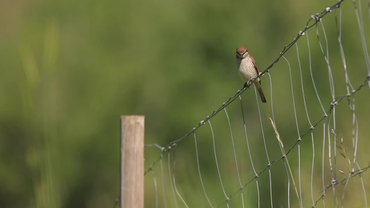 红背伯劳(Lanius collurio)雌性在篱笆上视频素材