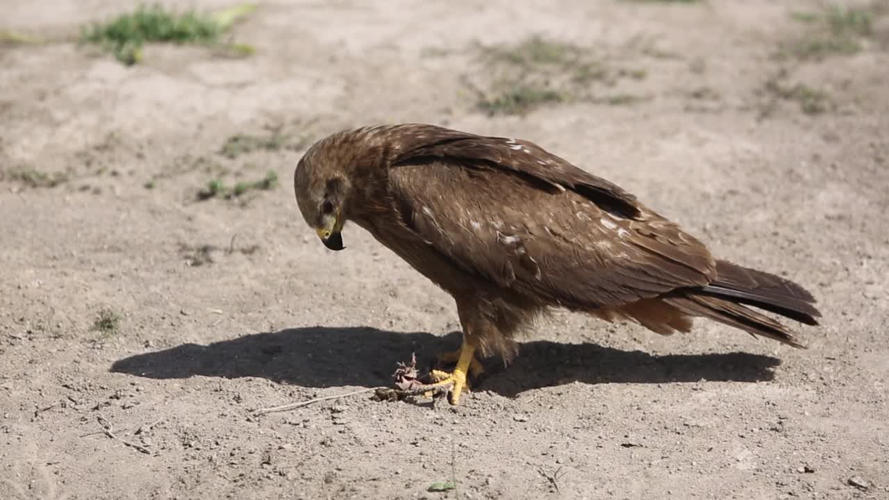 黑鸢(Milvus migrans)觅食视频素材