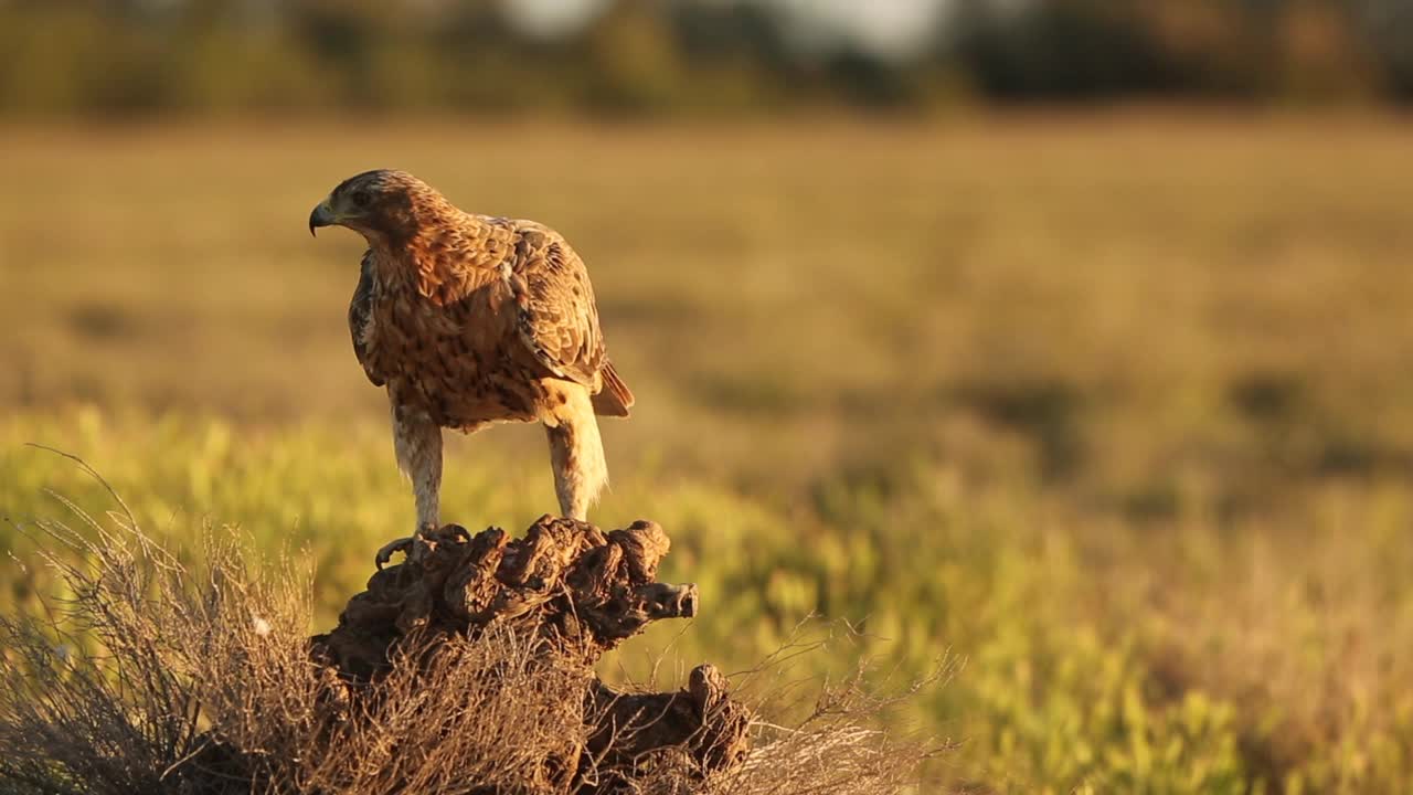 Bonelli 的鹰 (Aquila fasciata) 喂养视频下载